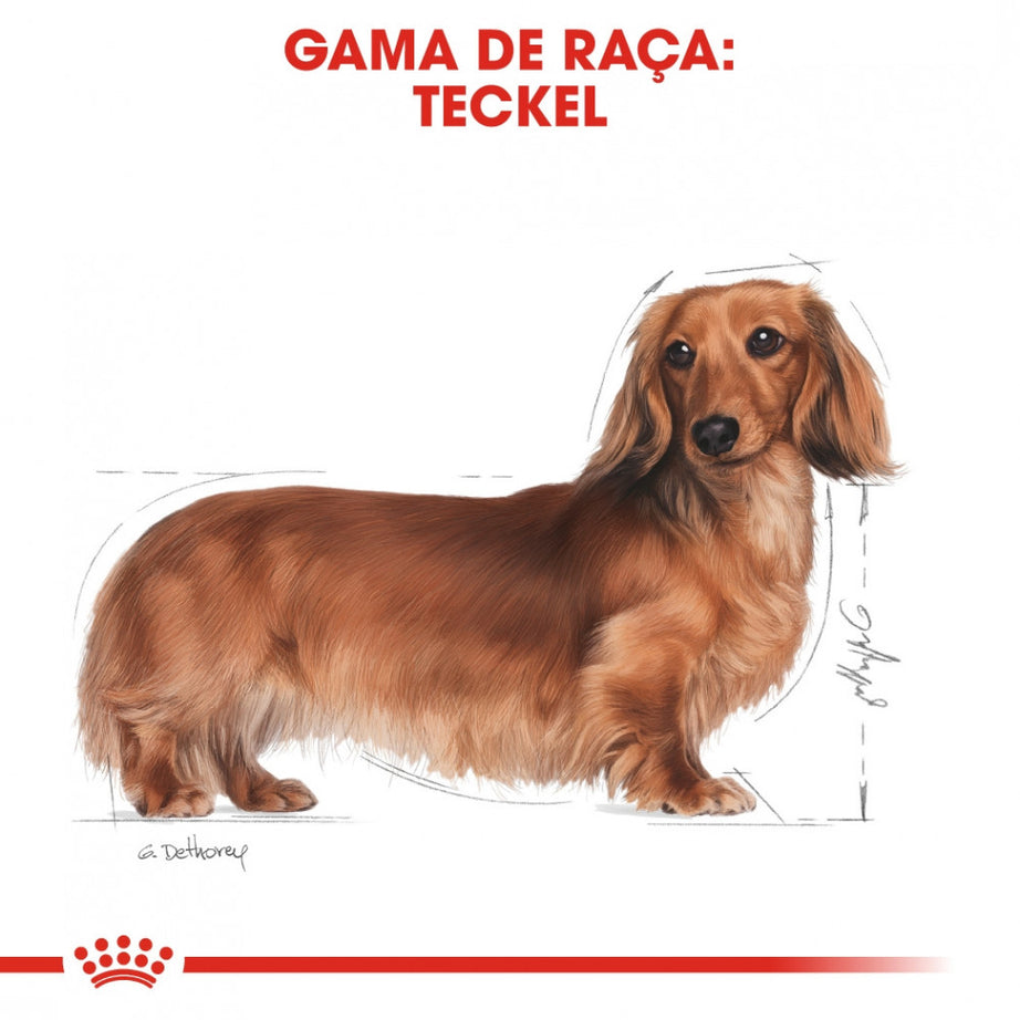 Royal Canin Dog Dachshund Adult - Ração seca para cão adulto da raça Dachshund/Teckel