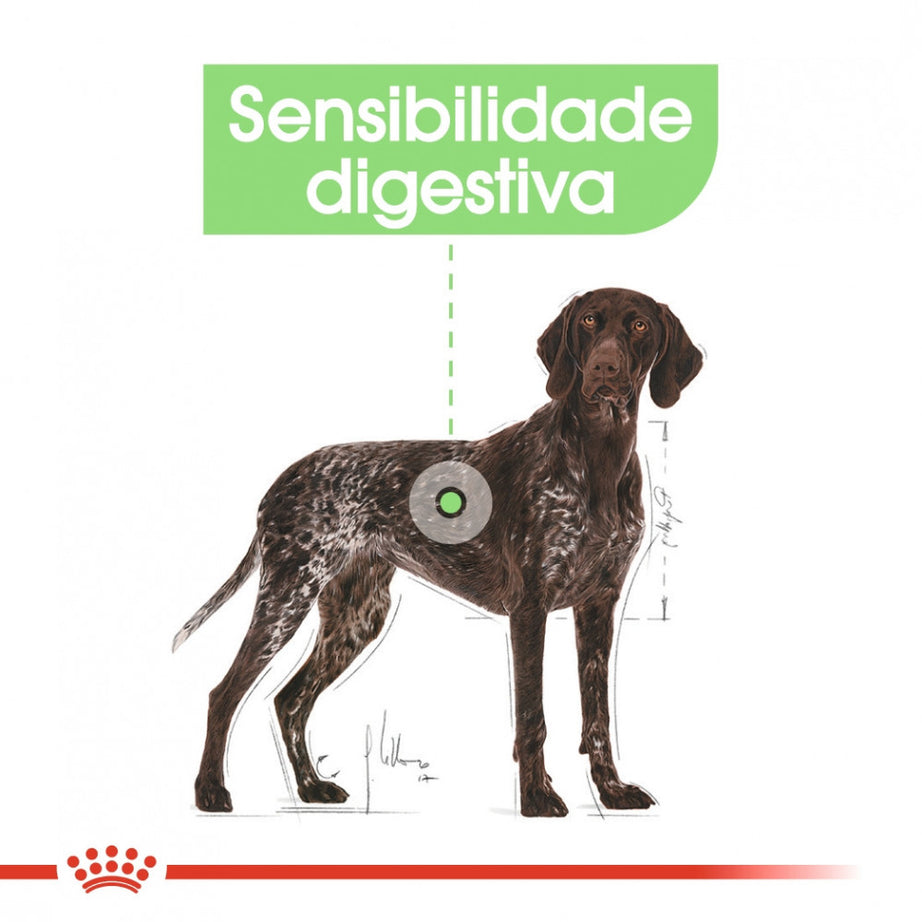 Royal Canin Dog Maxi Digestive Care | 12 kg - Ração seca para cão adulto de porte grande com sensibilidade digestiva