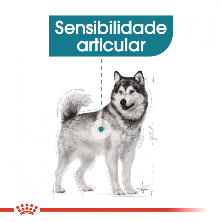 Royal Canin Dog Maxi Joint Care | 10 kg - Ração seca para cão adulto de porte grande com sensibilidade articular