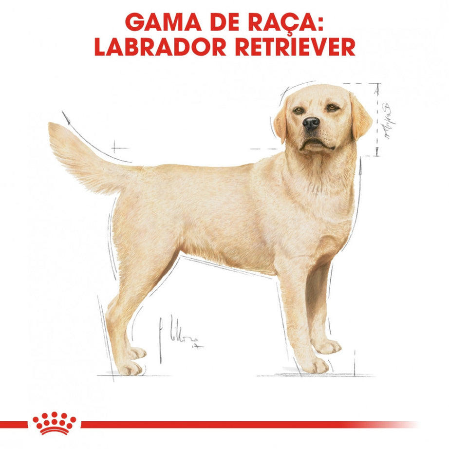Royal Canin Dog Labrador Retriever Adult - Ração seca para cão adulto da raça Labrador Retriever