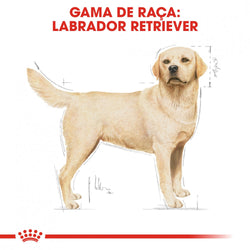 Royal Canin Dog Labrador Retriever Adult - Ração seca para cão adulto da raça Labrador Retriever