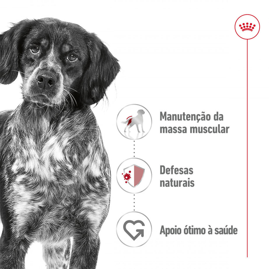 Royal Canin Dog Medium Adult | Wet (Pouch) | 10 x 140 g