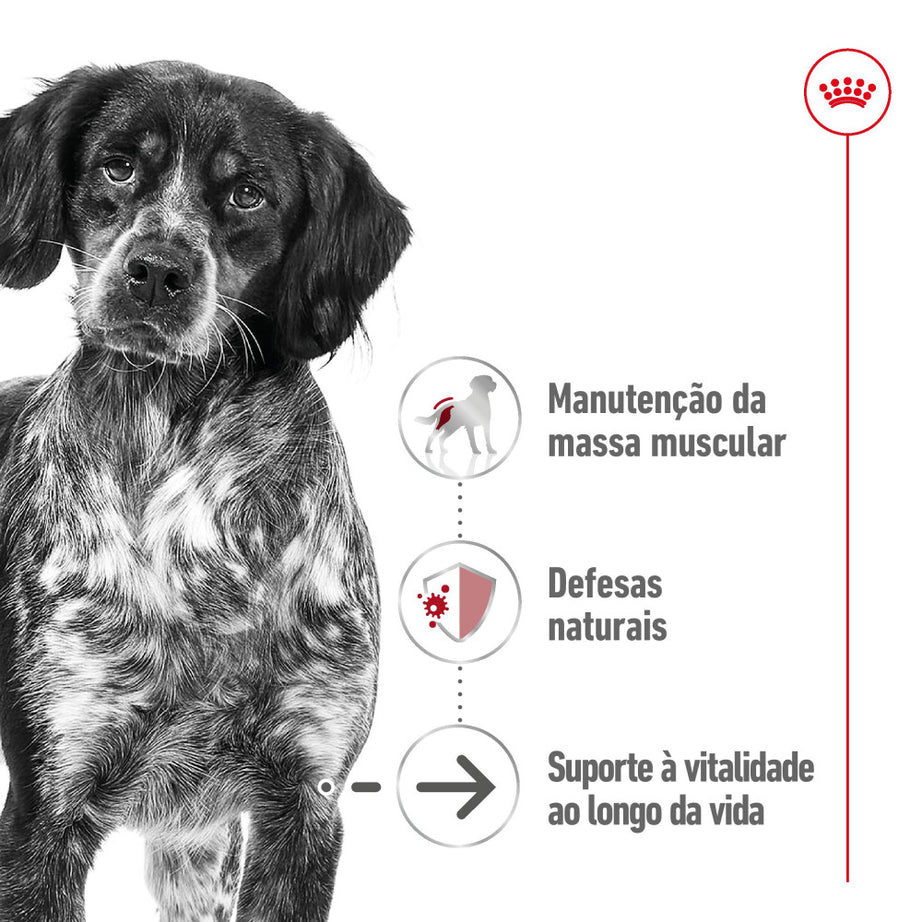 Royal Canin Dog Medium Ageing 10+ | Wet (Pouch) | 10 x 140 g