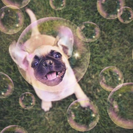 Bolas de Sabão com Aroma a BACON para cães | 120 ml