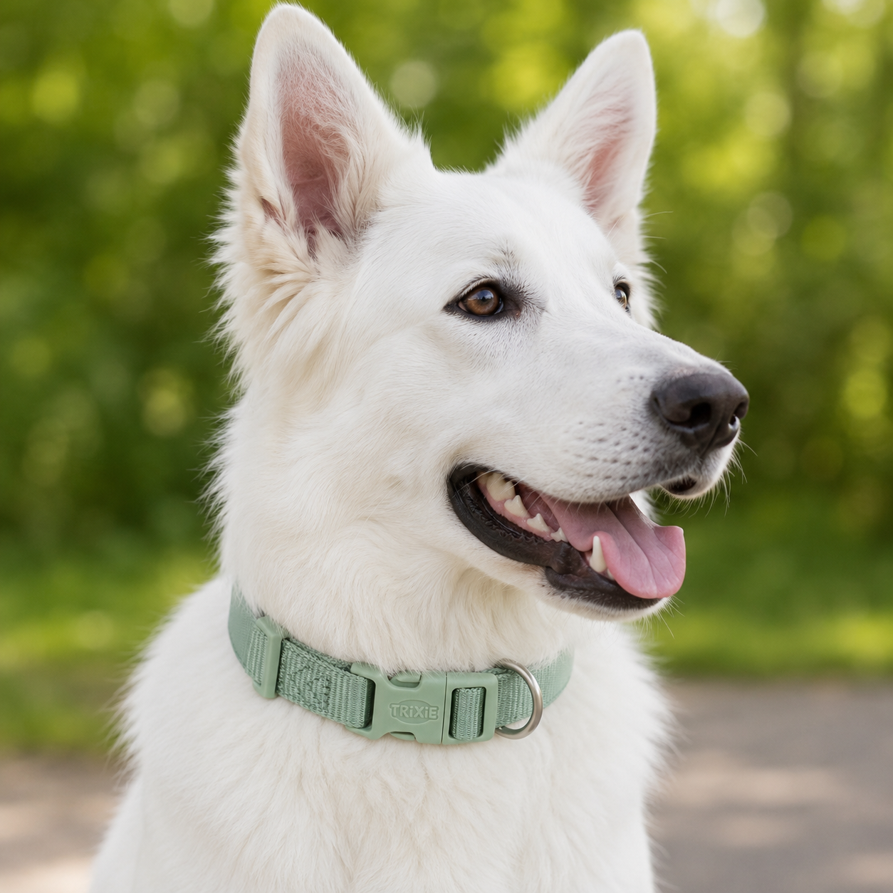 Coleira Premium Trixie para cão | Sálvia