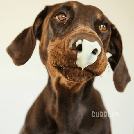 Lactose-Free Natural Yoghurt for Dogs - 3x115 gr.