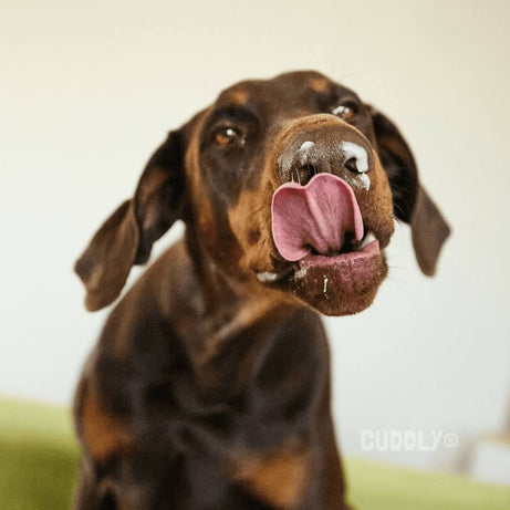 Lactose-Free Natural Yoghurt for Dogs - 3x115 gr.