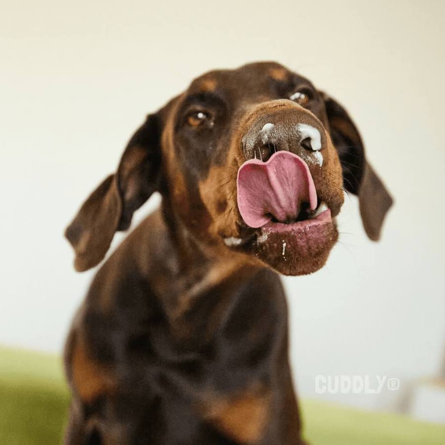 Lactose-Free Natural Yoghurt for Dogs - 3x115 gr.
