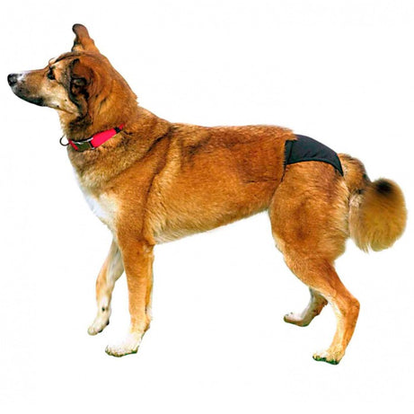 Slips Higiénicos para cães - Trixie