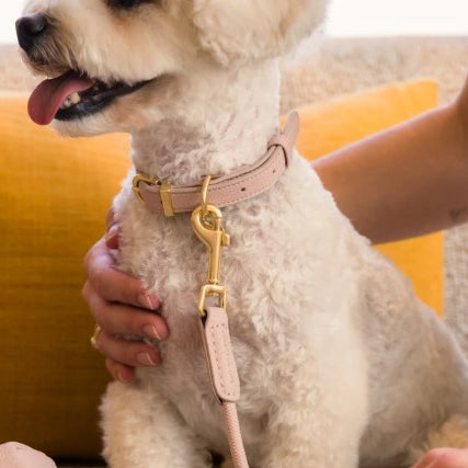 FuzzYard LIFE Cotton Collar - French Blue