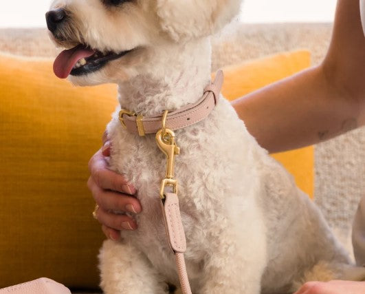 FuzzYard LIFE Cotton Collar - French Blue