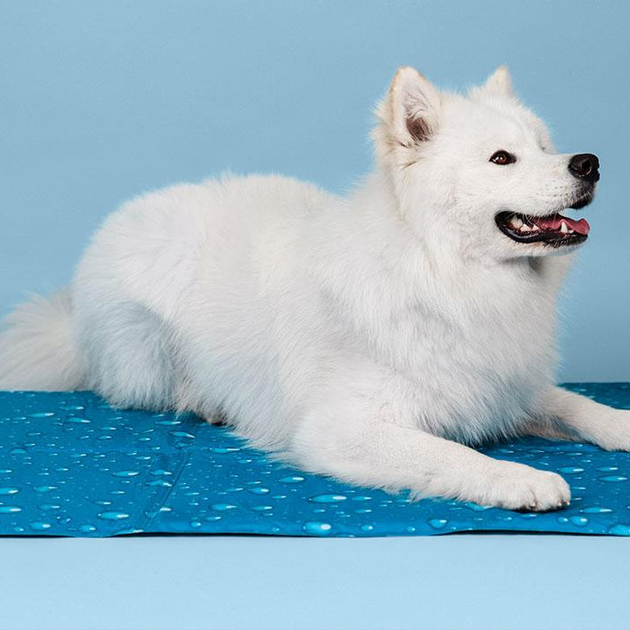 Tapete Refrescante para Cães e Gatos - Pet Cooling Mat