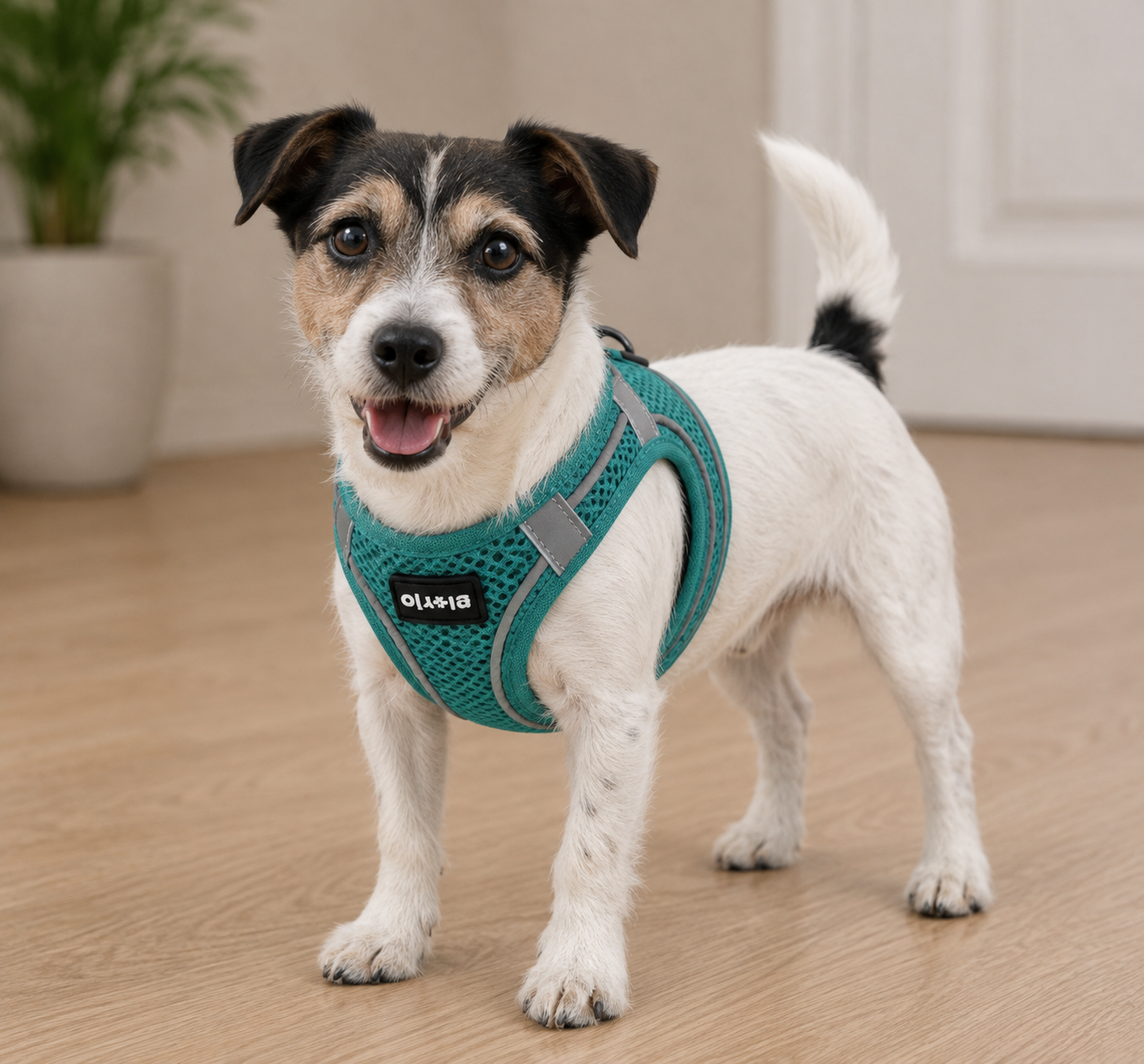 Peitoral GLORIA Trek Star para cão | Turquesa