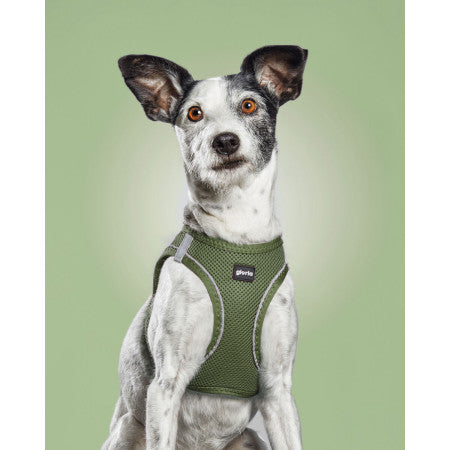 Peitoral GLORIA Trek Star para cão | Verde tropa